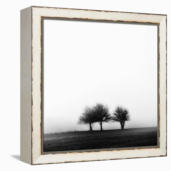 3 Trees in Fog-Rory Garforth-Framed Premier Image Canvas