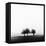 3 Trees in Fog-Rory Garforth-Framed Premier Image Canvas