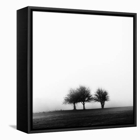 3 Trees in Fog-Rory Garforth-Framed Premier Image Canvas