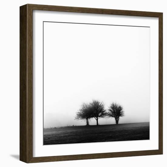 3 Trees in Fog-Rory Garforth-Framed Photographic Print