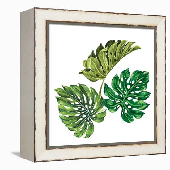 3 Vector Tropical Palm Leaves. Realistic Drawing in Vintage Style. Isolated on White. Monstera Leav-rosapompelmo-Framed Stretched Canvas