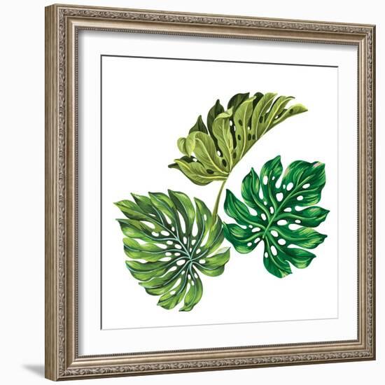 3 Vector Tropical Palm Leaves. Realistic Drawing in Vintage Style. Isolated on White. Monstera Leav-rosapompelmo-Framed Art Print