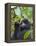 3-year-old Gorilla baby in the forest, Bwindi Impenetrable National Park, Uganda-Keren Su-Framed Premier Image Canvas