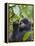 3-year-old Gorilla baby in the forest, Bwindi Impenetrable National Park, Uganda-Keren Su-Framed Premier Image Canvas