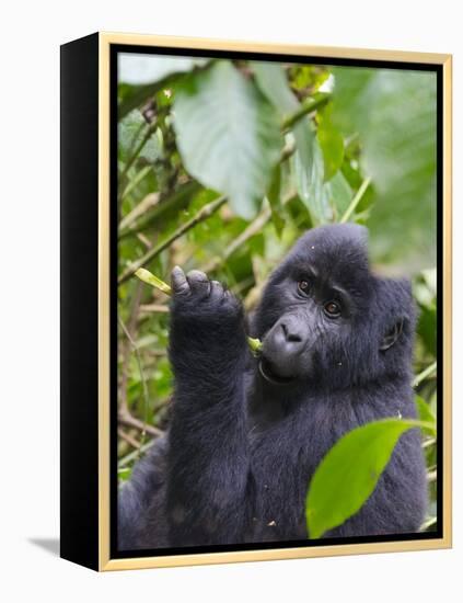 3-year-old Gorilla baby in the forest, Bwindi Impenetrable National Park, Uganda-Keren Su-Framed Premier Image Canvas