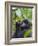 3-year-old Gorilla baby in the forest, Bwindi Impenetrable National Park, Uganda-Keren Su-Framed Photographic Print