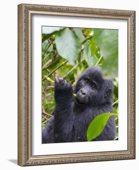 3-year-old Gorilla baby in the forest, Bwindi Impenetrable National Park, Uganda-Keren Su-Framed Photographic Print