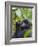 3-year-old Gorilla baby in the forest, Bwindi Impenetrable National Park, Uganda-Keren Su-Framed Photographic Print