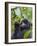 3-year-old Gorilla baby in the forest, Bwindi Impenetrable National Park, Uganda-Keren Su-Framed Photographic Print