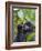 3-year-old Gorilla baby in the forest, Bwindi Impenetrable National Park, Uganda-Keren Su-Framed Photographic Print