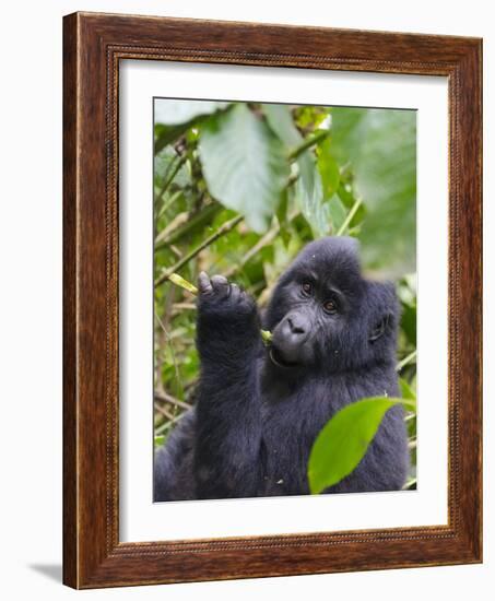 3-year-old Gorilla baby in the forest, Bwindi Impenetrable National Park, Uganda-Keren Su-Framed Photographic Print