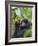 3-year-old Gorilla baby in the forest, Bwindi Impenetrable National Park, Uganda-Keren Su-Framed Photographic Print