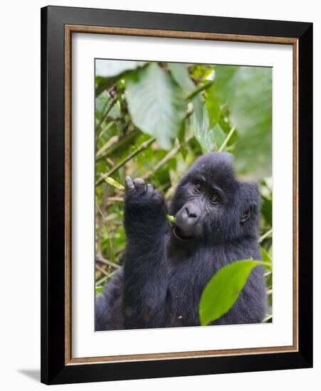 3-year-old Gorilla baby in the forest, Bwindi Impenetrable National Park, Uganda-Keren Su-Framed Photographic Print