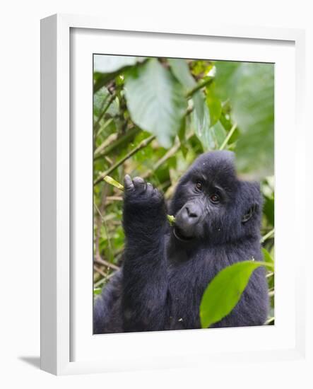 3-year-old Gorilla baby in the forest, Bwindi Impenetrable National Park, Uganda-Keren Su-Framed Photographic Print