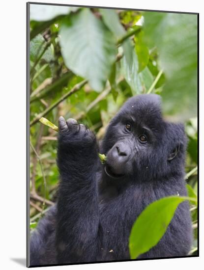 3-year-old Gorilla baby in the forest, Bwindi Impenetrable National Park, Uganda-Keren Su-Mounted Photographic Print