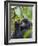 3-year-old Gorilla baby in the forest, Bwindi Impenetrable National Park, Uganda-Keren Su-Framed Photographic Print