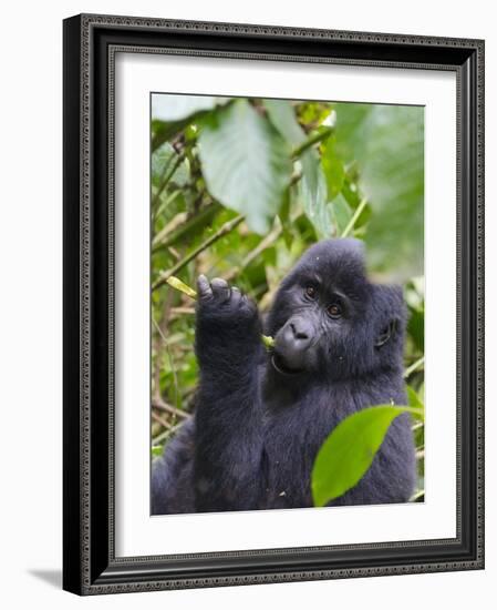 3-year-old Gorilla baby in the forest, Bwindi Impenetrable National Park, Uganda-Keren Su-Framed Photographic Print