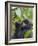 3-year-old Gorilla baby in the forest, Bwindi Impenetrable National Park, Uganda-Keren Su-Framed Photographic Print