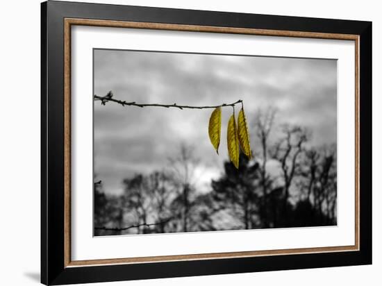 3 Yellow Leaves-null-Framed Photo