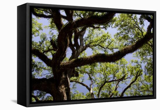 300-Year-Old Oak Tree, Vacherie, New Orleans, Louisiana, USA-Cindy Miller Hopkins-Framed Premier Image Canvas