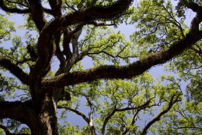 300-Year-Old Oak Tree, Vacherie, New Orleans, Louisiana, Usa' Photographic  Print - Cindy Miller Hopkins | Art.Com