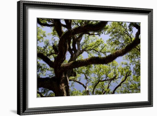 300-Year-Old Oak Tree, Vacherie, New Orleans, Louisiana, USA-Cindy Miller Hopkins-Framed Photographic Print