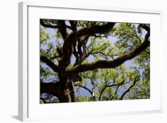 300-Year-Old Oak Tree, Vacherie, New Orleans, Louisiana, USA-Cindy Miller Hopkins-Framed Photographic Print