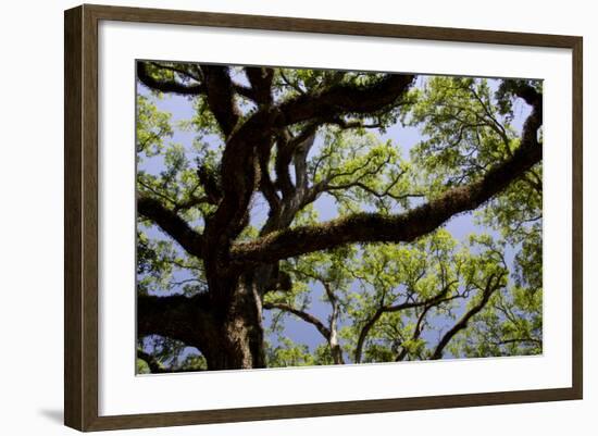 300-Year-Old Oak Tree, Vacherie, New Orleans, Louisiana, USA-Cindy Miller Hopkins-Framed Photographic Print