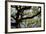 300-Year-Old Oak Tree, Vacherie, New Orleans, Louisiana, USA-Cindy Miller Hopkins-Framed Photographic Print