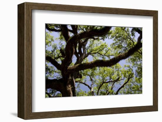 300-Year-Old Oak Tree, Vacherie, New Orleans, Louisiana, USA-Cindy Miller Hopkins-Framed Photographic Print