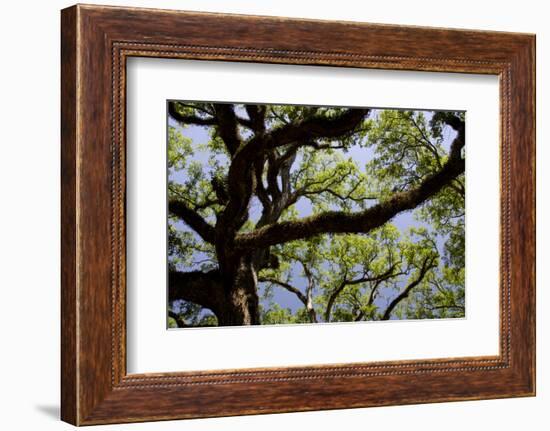 300-Year-Old Oak Tree, Vacherie, New Orleans, Louisiana, USA-Cindy Miller Hopkins-Framed Photographic Print