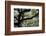 300-Year-Old Oak Tree, Vacherie, New Orleans, Louisiana, USA-Cindy Miller Hopkins-Framed Photographic Print