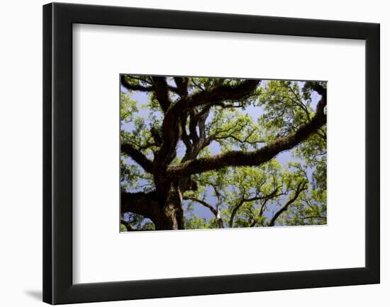 300-Year-Old Oak Tree, Vacherie, New Orleans, Louisiana, USA-Cindy Miller Hopkins-Framed Photographic Print