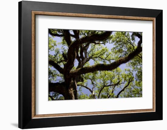 300-Year-Old Oak Tree, Vacherie, New Orleans, Louisiana, USA-Cindy Miller Hopkins-Framed Photographic Print