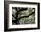 300-Year-Old Oak Tree, Vacherie, New Orleans, Louisiana, USA-Cindy Miller Hopkins-Framed Photographic Print