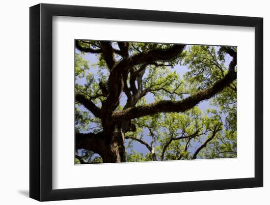 300-Year-Old Oak Tree, Vacherie, New Orleans, Louisiana, USA-Cindy Miller Hopkins-Framed Photographic Print