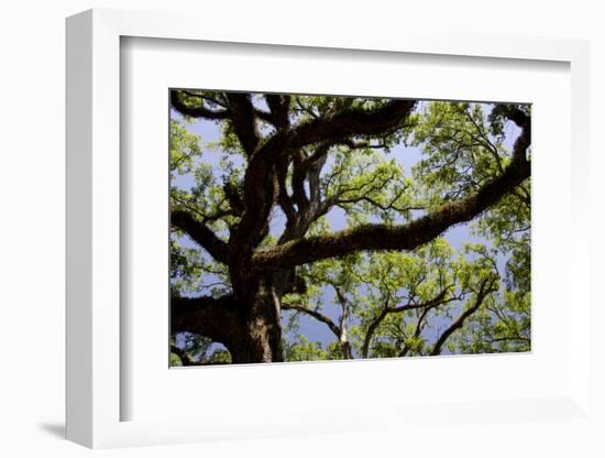 300-Year-Old Oak Tree, Vacherie, New Orleans, Louisiana, USA-Cindy Miller Hopkins-Framed Photographic Print