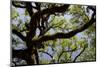 300-Year-Old Oak Tree, Vacherie, New Orleans, Louisiana, USA-Cindy Miller Hopkins-Mounted Photographic Print