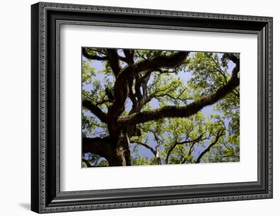 300-Year-Old Oak Tree, Vacherie, New Orleans, Louisiana, USA-Cindy Miller Hopkins-Framed Photographic Print