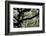 300-Year-Old Oak Tree, Vacherie, New Orleans, Louisiana, USA-Cindy Miller Hopkins-Framed Photographic Print