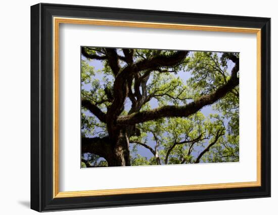 300-Year-Old Oak Tree, Vacherie, New Orleans, Louisiana, USA-Cindy Miller Hopkins-Framed Photographic Print