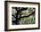 300-Year-Old Oak Tree, Vacherie, New Orleans, Louisiana, USA-Cindy Miller Hopkins-Framed Photographic Print