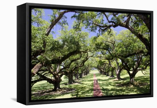 300-Year-Old Oak Trees, Vacherie, New Orleans, Louisiana, USA-Cindy Miller Hopkins-Framed Premier Image Canvas