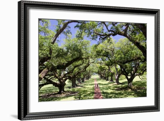 300-Year-Old Oak Trees, Vacherie, New Orleans, Louisiana, USA-Cindy Miller Hopkins-Framed Photographic Print