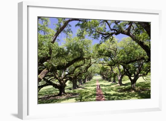 300-Year-Old Oak Trees, Vacherie, New Orleans, Louisiana, USA-Cindy Miller Hopkins-Framed Photographic Print