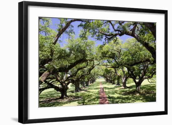 300-Year-Old Oak Trees, Vacherie, New Orleans, Louisiana, USA-Cindy Miller Hopkins-Framed Photographic Print