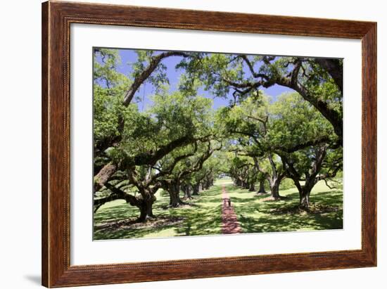 300-Year-Old Oak Trees, Vacherie, New Orleans, Louisiana, USA-Cindy Miller Hopkins-Framed Photographic Print