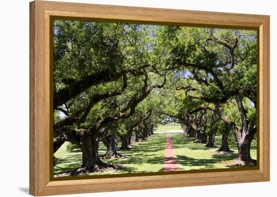 300-Year-Old Oak Trees, Vacherie, New Orleans, Louisiana, USA-Cindy Miller Hopkins-Framed Premier Image Canvas