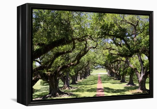 300-Year-Old Oak Trees, Vacherie, New Orleans, Louisiana, USA-Cindy Miller Hopkins-Framed Premier Image Canvas