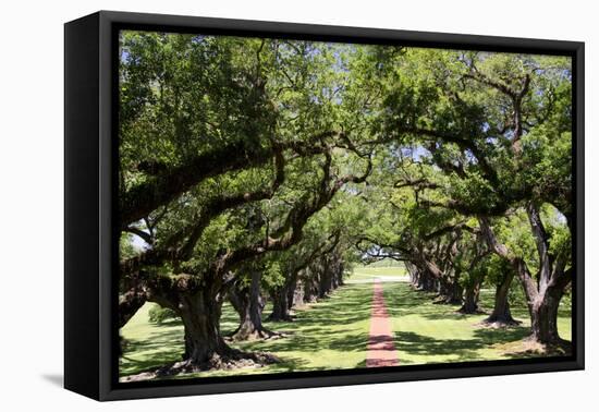 300-Year-Old Oak Trees, Vacherie, New Orleans, Louisiana, USA-Cindy Miller Hopkins-Framed Premier Image Canvas